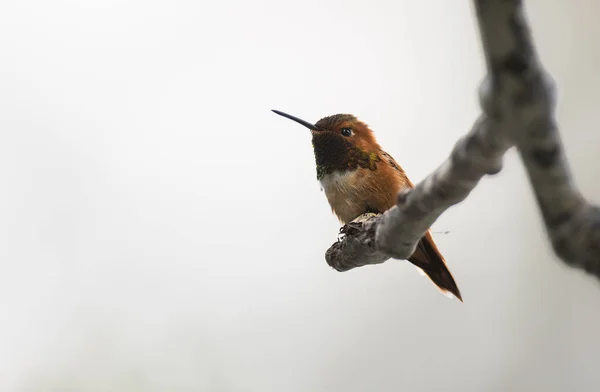 Colibrí Salvaje Pájaro Naturaleza Fauna —  Fotos de Stock