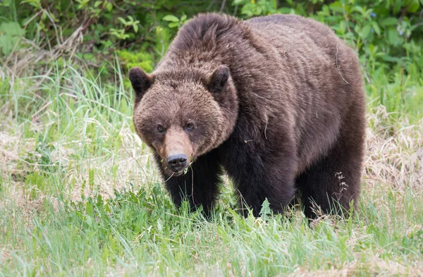 Medvěd Grizzly Divočině Zvíře Příroda Fauna — Stock fotografie