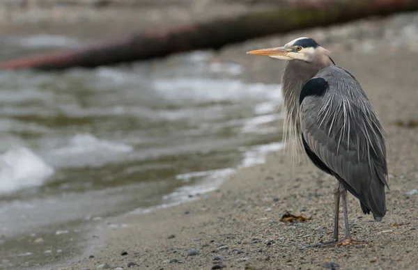 Wildlife Heron Bird Nature Fauna — Stock Photo, Image