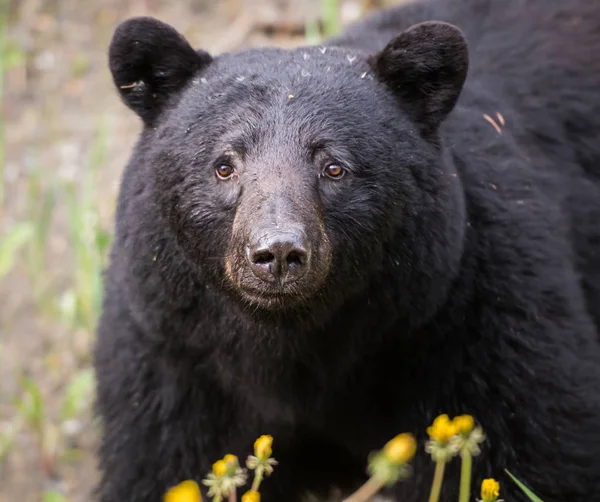 Urso Estado Selvagem Animal Natureza Fauna — Fotografia de Stock