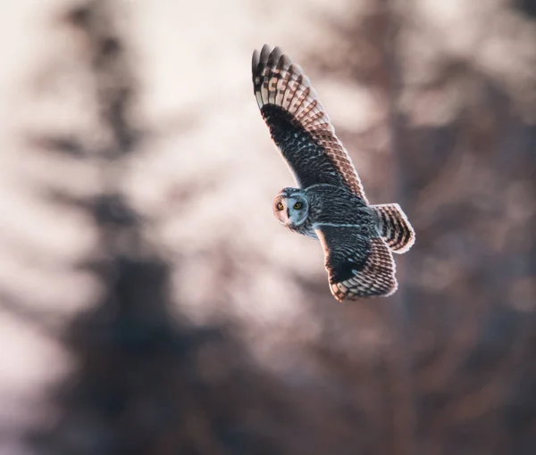 Eule Freier Wildbahn Vogel Natur Fauna — Stockfoto