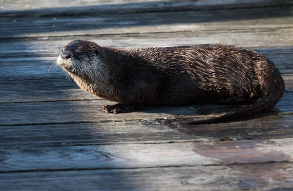 River Otter Vilt Tillstånd Djur Natur Fauna — Stockfoto