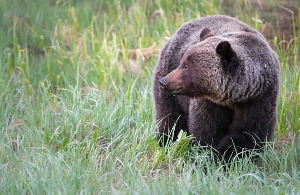 Dziki Niedźwiedź Grizzly Zwierzę Natura Fauna — Zdjęcie stockowe