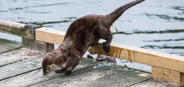 Rzeka Wydra Dziczy Zwierzę Natura Fauna — Zdjęcie stockowe