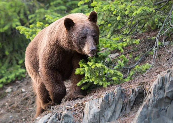 Urso Estado Selvagem Animal Natureza Fauna — Fotografia de Stock