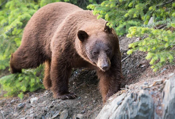 Медведь Дикой Природе Животное Природа Фауна — стоковое фото