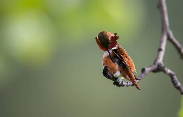 벌새야 동물상 — 스톡 사진
