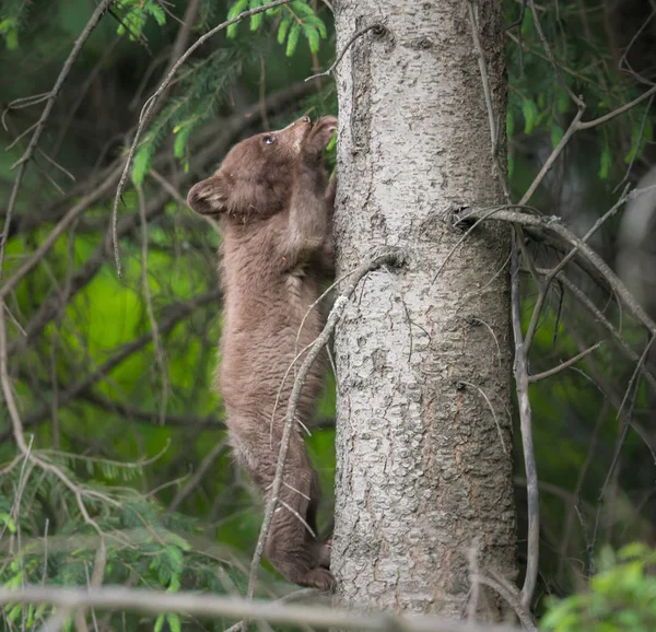 Черный Медведь Дикой Природе Животное Природа Фауна — стоковое фото