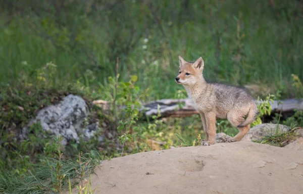 Coyote Pup Het Wild Dier Natuur Fauna — Stockfoto