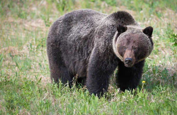 Divoký Medvěd Grizzly Zvíře Příroda Fauna — Stock fotografie