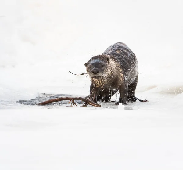 Wild River Vydra Zvíře Příroda Fauna — Stock fotografie