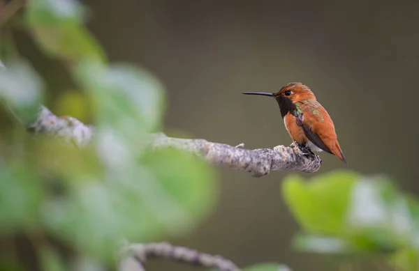 Colibrí Salvaje Pájaro Naturaleza Fauna —  Fotos de Stock