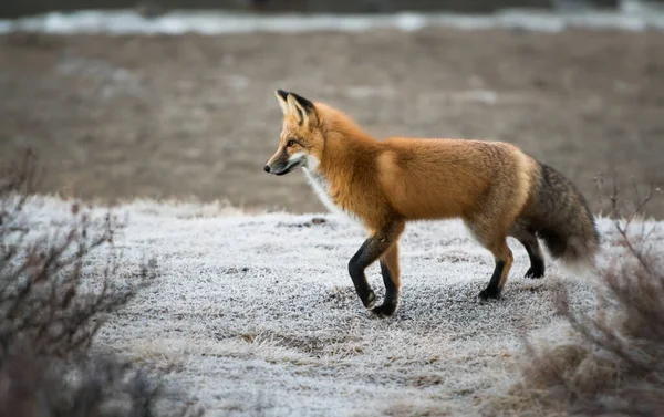 Raposa Selvagem Animal Natureza Fauna — Fotografia de Stock