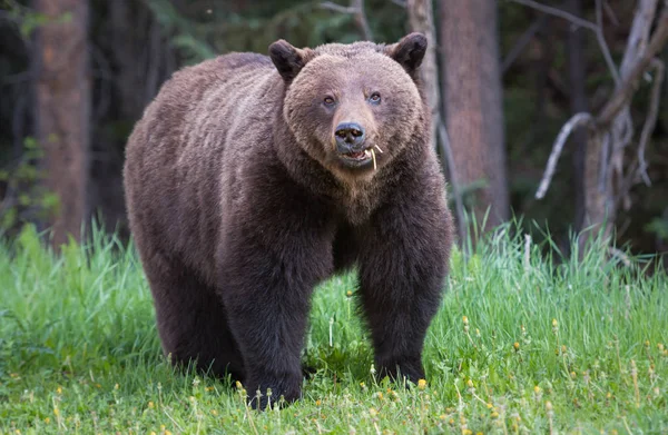 Vild Grizzlybjörn Djur Natur Fauna — Stockfoto