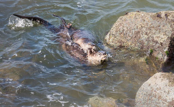 川野生のカワウソ — ストック写真