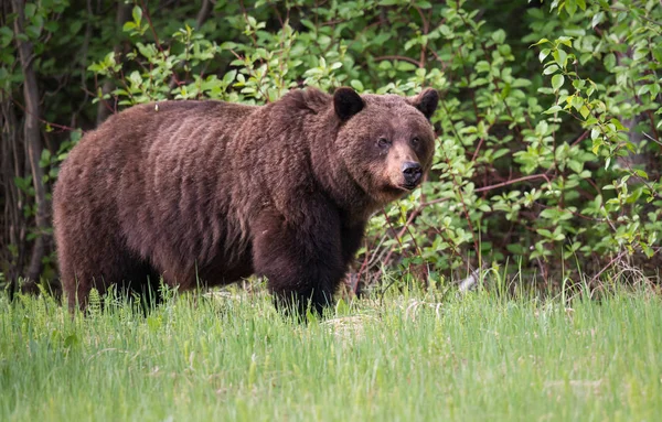 Дикий Медведь Гризли Животное Природа Фауна — стоковое фото