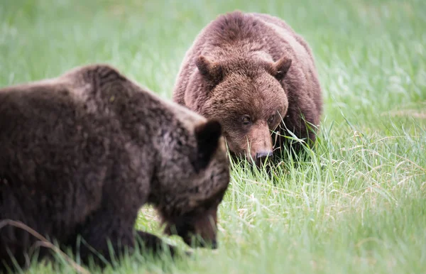 Grizzlis Sauvages Animaux Nature Faune — Photo