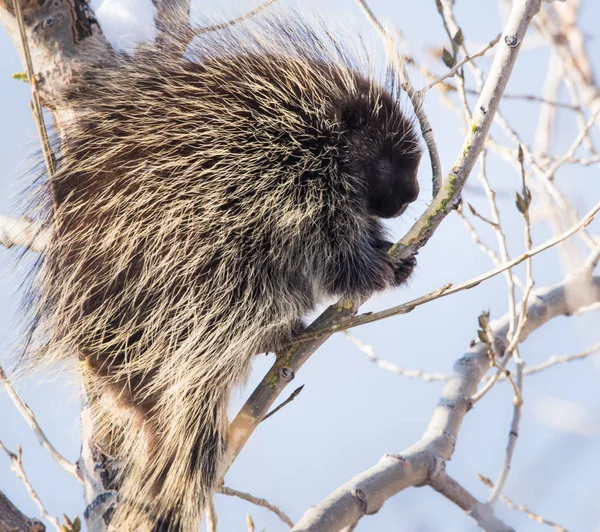 Jeżozwierz Wolności Zwierzaku Natura Fauna — Zdjęcie stockowe