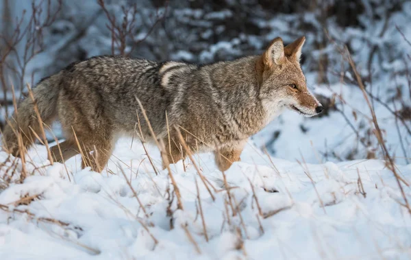 Kojote Freier Wildbahn Tier Natur Fauna — Stockfoto