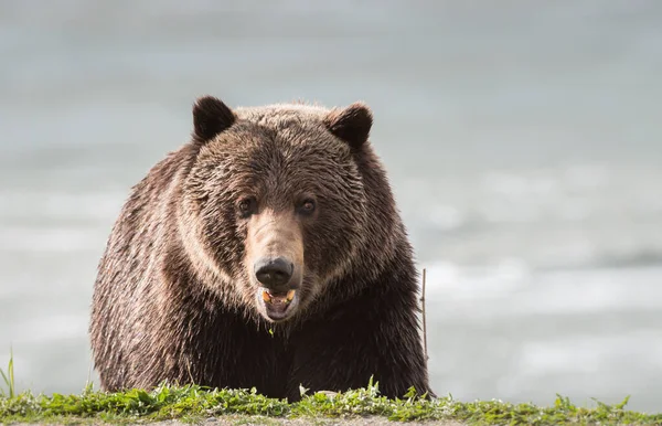 Vad Grizzly Medve Állat Természet Állatvilág — Stock Fotó