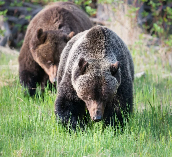 Osos Pardos Salvajes Animales Naturaleza Fauna — Foto de Stock