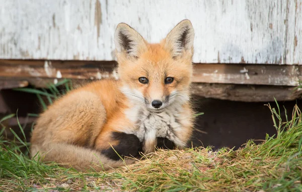 Red Fox Wild Animal Nature Fauna — ストック写真