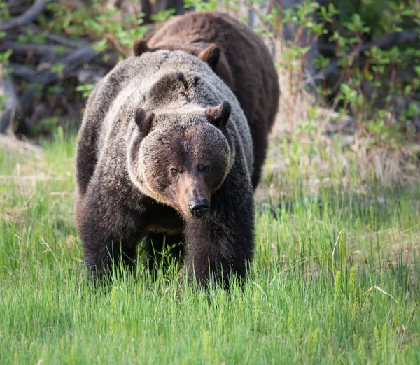 Niedźwiedzie Grizzly Dziczy Zwierzęta Natura Fauna — Zdjęcie stockowe
