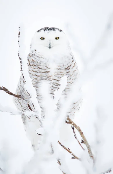 Hibou Sauvage Animal Nature Faune — Photo