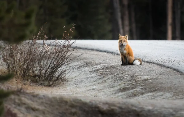 Rotfuchs Tier Natur Fauna — Stockfoto