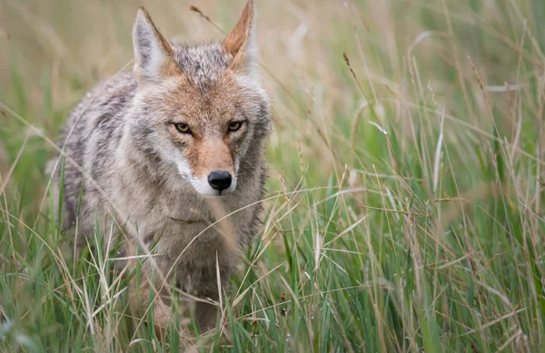 Coyote Het Wild Dier Natuur Fauna — Stockfoto