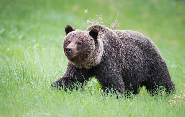 Urso Pardo Selvagem Animal Natureza Fauna — Fotografia de Stock