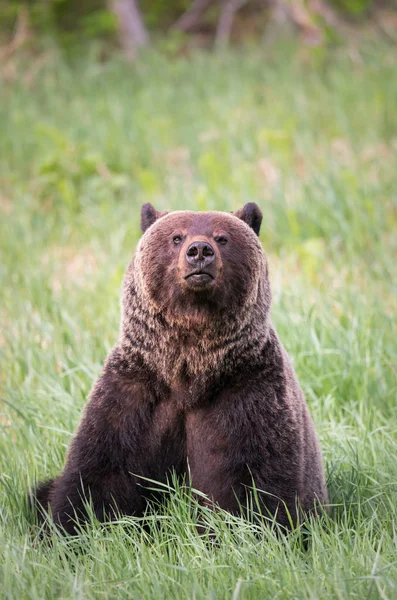 Oso Pardo Salvaje Animal Naturaleza Fauna —  Fotos de Stock