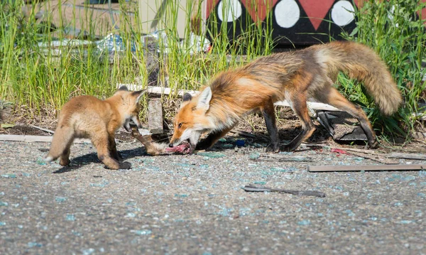 Rode Vossen Dieren Natuur Fauna Moeder Een Kit — Stockfoto