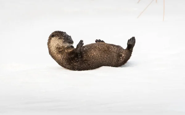 Rzeka Wydra Dziczy Zwierzę Natura Fauna — Zdjęcie stockowe