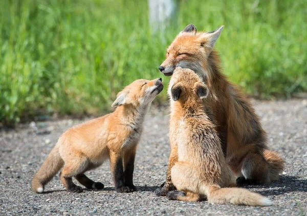 Vörös Rókák Állatok Természet Állatvilág — Stock Fotó