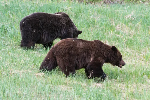 Niedźwiedzie Grizzly Dziczy Zwierzęta Natura Fauna — Zdjęcie stockowe