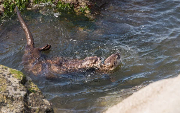 River Otters Estado Selvagem Animais Natureza Fauna — Fotografia de Stock