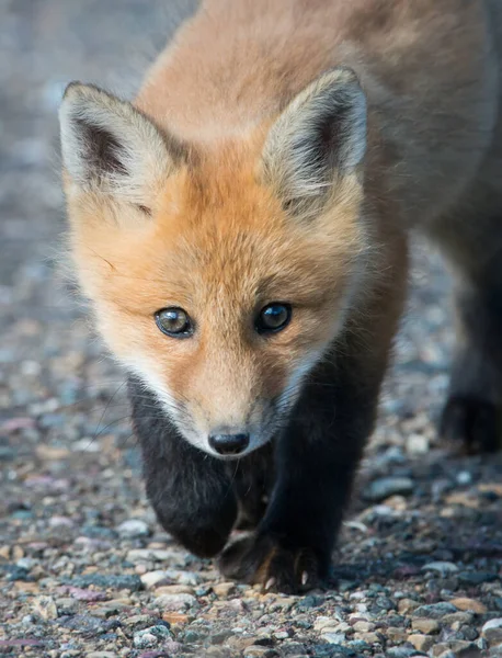 Red Fox Canadá — Fotografia de Stock