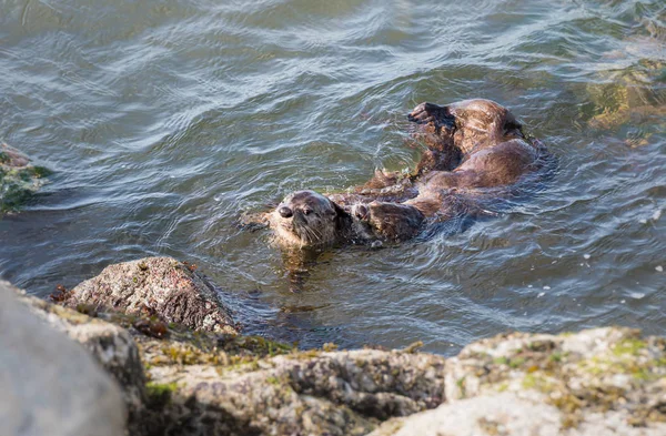 Las Nutrias Del Río Estado Salvaje Animales Naturaleza Fauna —  Fotos de Stock