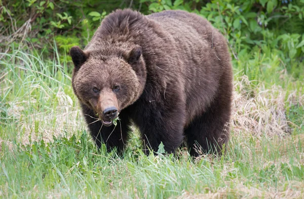 Grizzly Bear Wild Animal Nature Fauna — Stock Photo, Image