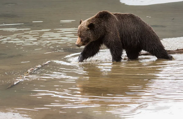 Άγρια Αρκούδα Γκρίζλι Ζώο Φύση Πανίδα — Φωτογραφία Αρχείου