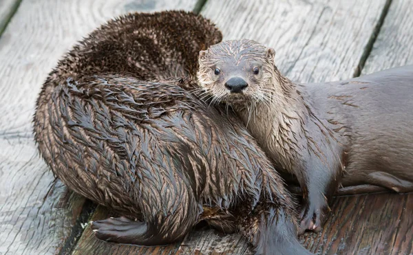 Rivierotters Een Steiger — Stockfoto