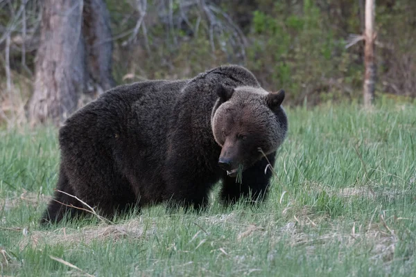 Orso Grizzly Selvatico Animale Natura Fauna — Foto Stock