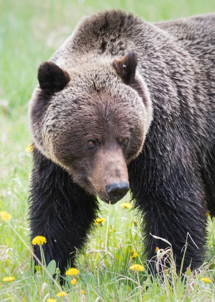 Grizzly Bear Wild Animal Nature Fauna — 图库照片