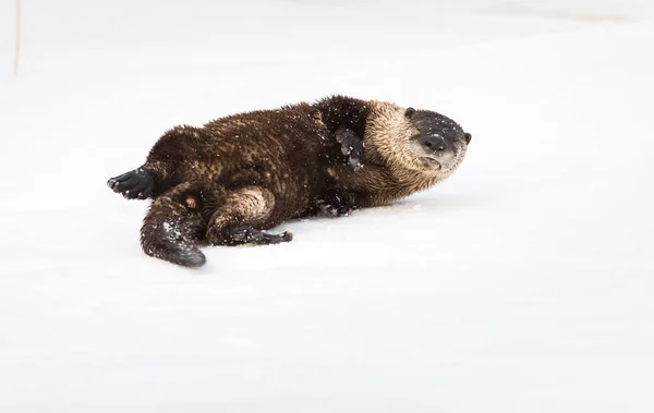 River Otter Wild Animal Nature Fauna — Stock Photo, Image