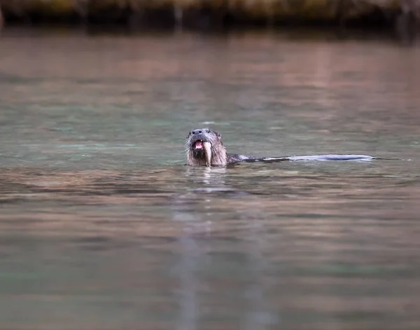 River Otter Estado Selvagem Animal Natureza Fauna — Fotografia de Stock