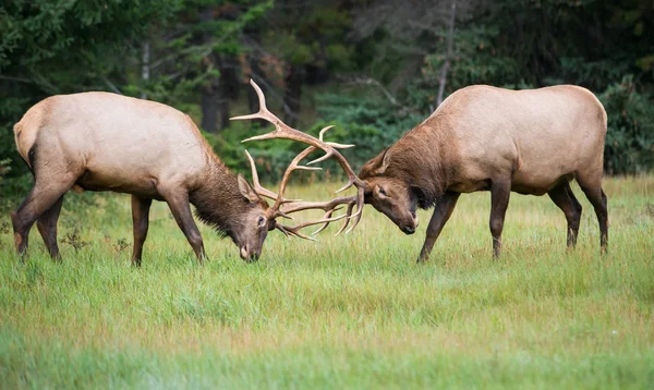 Wild Elks Animals Nature Fauna — Stock Photo, Image