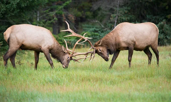 Alces Salvajes Animales Naturaleza Fauna —  Fotos de Stock