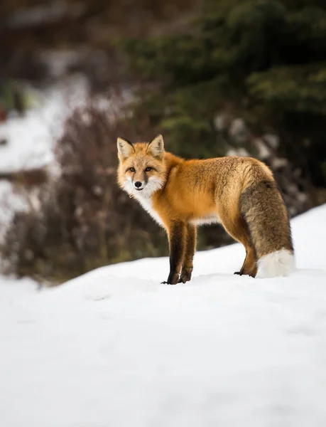 Červená Liška Zvíře Příroda Fauna — Stock fotografie