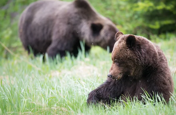 Osos Pardos Salvajes Animales Naturaleza Fauna — Foto de Stock